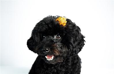 外媒宣传《龙腾世纪4》可攻略角色 玩家吐槽：SBI恶臭味